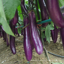 HE18 Jangli длинный фиолетовый красный гибридные семена баклажанов для посадки